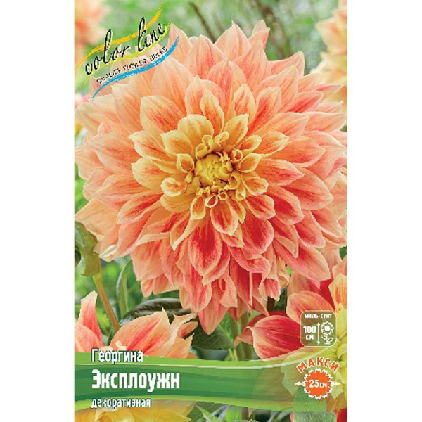 Георгина Эксплоужн I 1 шт