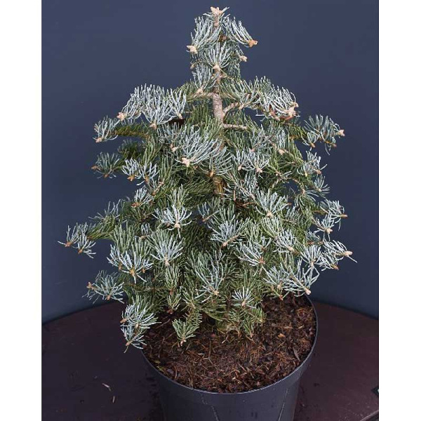Пихта Одноцветная Арчерс Дварф 30-40cm с комом шт