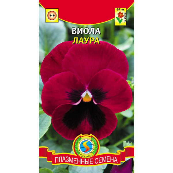 Виола Лаура Плазма Ц 