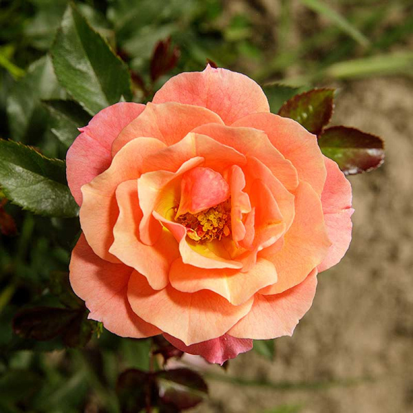 Роза флорибунда Джаз Садовита