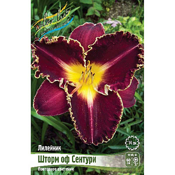 Лилейник Шторм Оф Сентури I 1 шт 