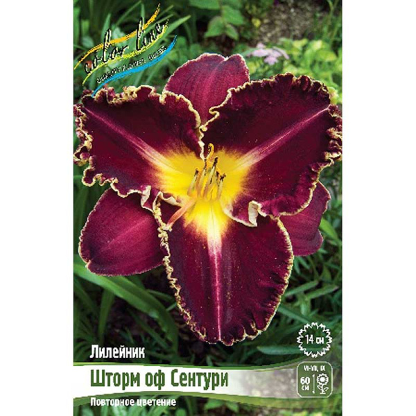 Лилейник Шторм Оф Сентури I 1 шт 