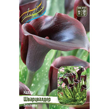 Калла Шварцвалдер 12/14 30 шт Шоу-бокс 8733