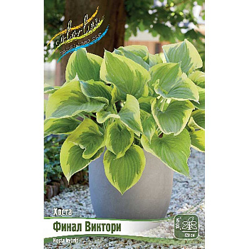 Хоста Финал Виктори 1 n 25 шт Биг-Пак 9837