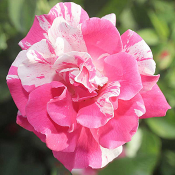 Роза шраб Роза Мунди Садовита