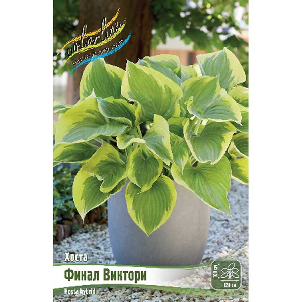 Хоста Финал Виктори 1 n 25 шт Биг-Пак 9837