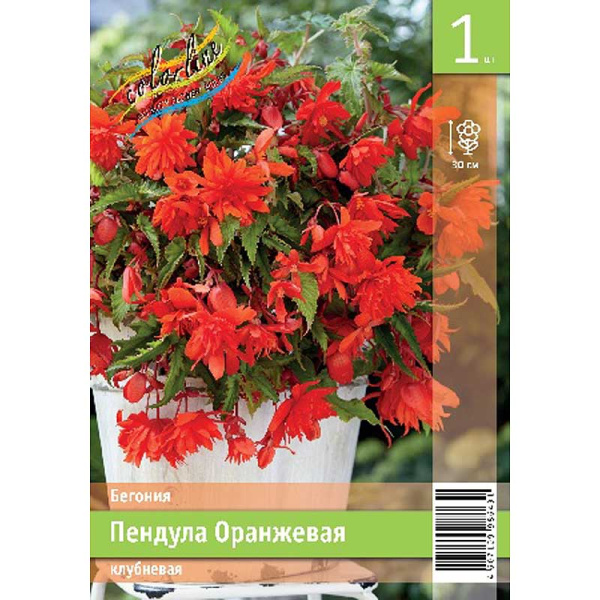 Бегония Пендула Оранжевая 5/6 1 Эконом шт