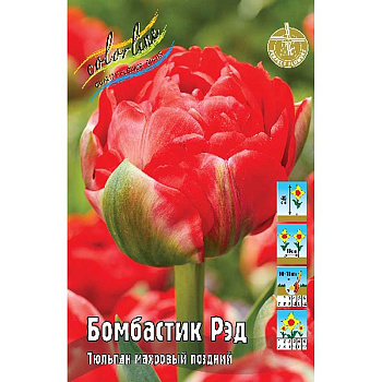 16986 Шоу-Бокс Тюльпан Бомбастик Рэд 11/12 100 шт