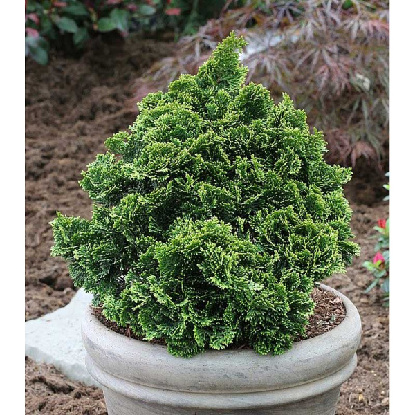 Кипарисовик Тупой Нана Грацилис C1.5