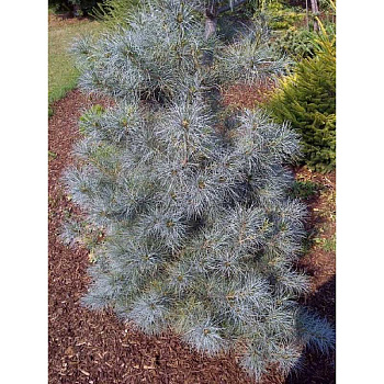 Сосна Веймутовая Блю Кловерс C4 30-40cm шт