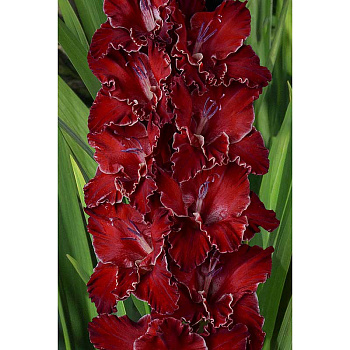 Гладиолус Вандея 8/10 3 шт, Садовита 