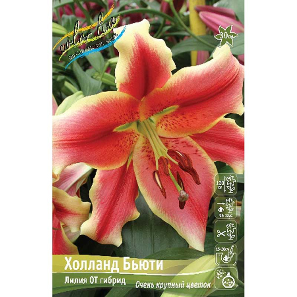 Лилия Холланд Бьюти 12/14 5 шт 