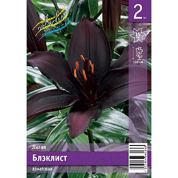 Лилия Блэклист 12/14 2 Эконом шт 