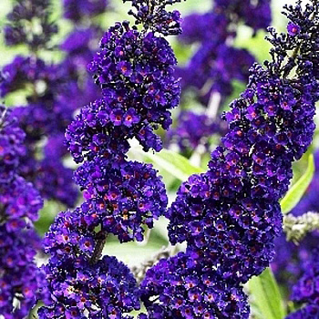Буддлея Давида Блэк Найт P9