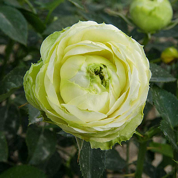 Роза спрей Принцесса Мидори Садовита