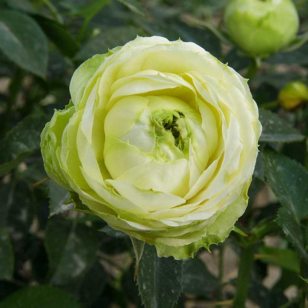 Роза спрей Принцесса Мидори Садовита