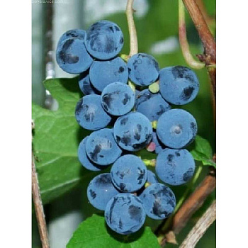 416 Виноград Плодовый Хасанский Сладкий P9 ,шт