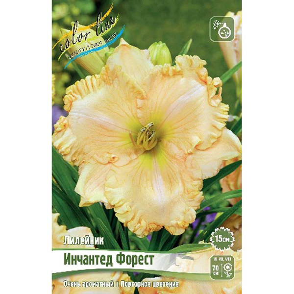 Лилейник Инчантед Форест I 1 шт 