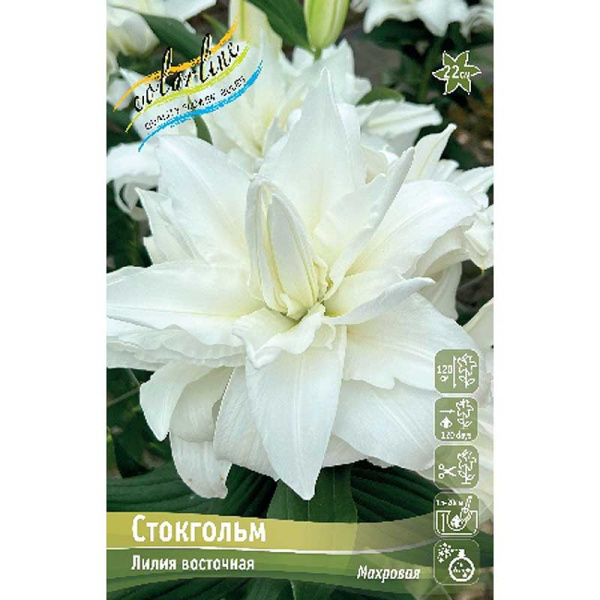 Лилия Стокгольм 12/14 25 шт Биг-Пак 11642 