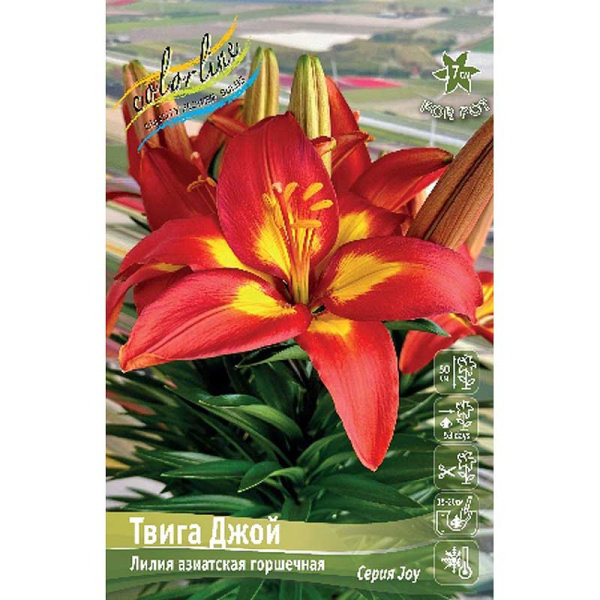 Лилия Фэншуй 10/12 7 шт 