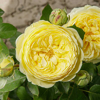 Роза спрей Каталина Садовита