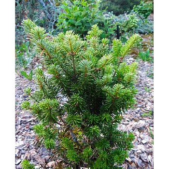 15968 Пихта Белая Компакта C1.5 ,шт