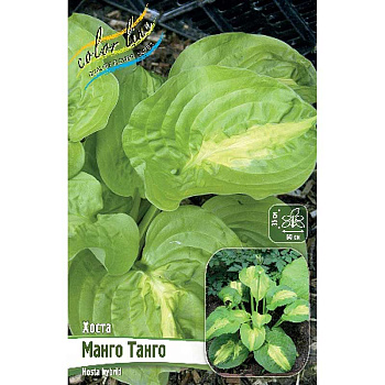 Хоста Манго Танго 1 n 25 шт Биг-пак 8195