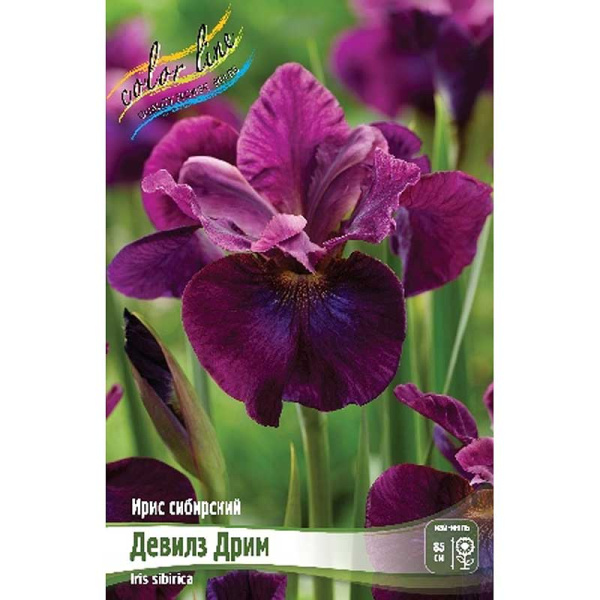 Ирис Сибирский Девилз Дрим I 1 шт