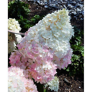 Гортензия Метельчатая Мэджикал Андес P9 20-25 шт