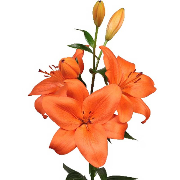 Лилия Датч Пашшн 12/14 7 шт 