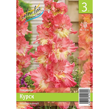 Гладиолус Курск 10/12 3 Эконом шт 