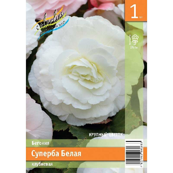 Бегония Суперба Белая 4/5 1 Эконом шт 