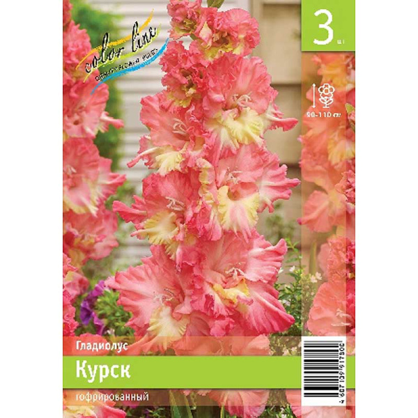 Гладиолус Курск 10/12 3 Эконом шт 