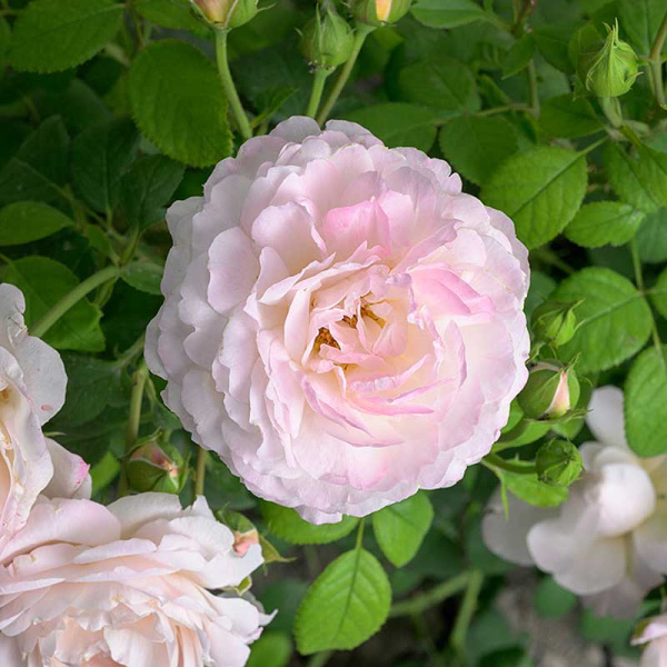 Роза Флорибунда Андре Брише Садовита