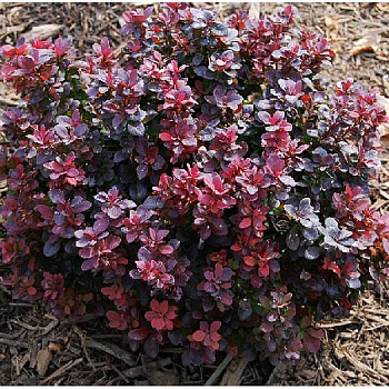 Барбарис Тунберга Конкорд P9