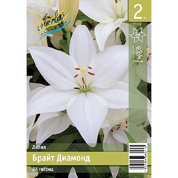 Лилия Брайт Диамонд 10/12 2 Эконом шт 