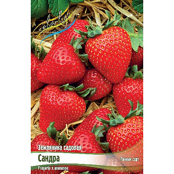 Земляника Садовая Сандра A 5 шт 