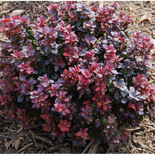 Барбарис Тунберга Конкорд P9