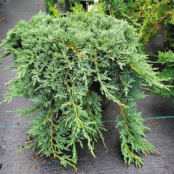 Можжевельник Горизонтальный Вилтони С3