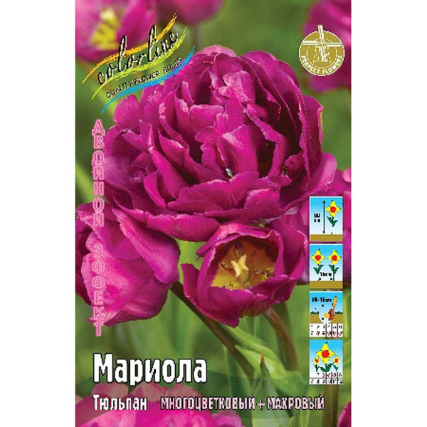 Шоу-бокс Тюльпан Мариола 11/12 75 шт 