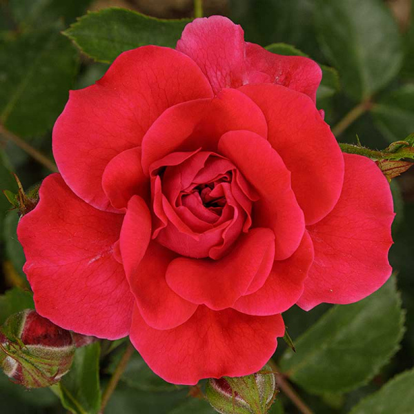 Роза флорибунда Сангрия Садовита