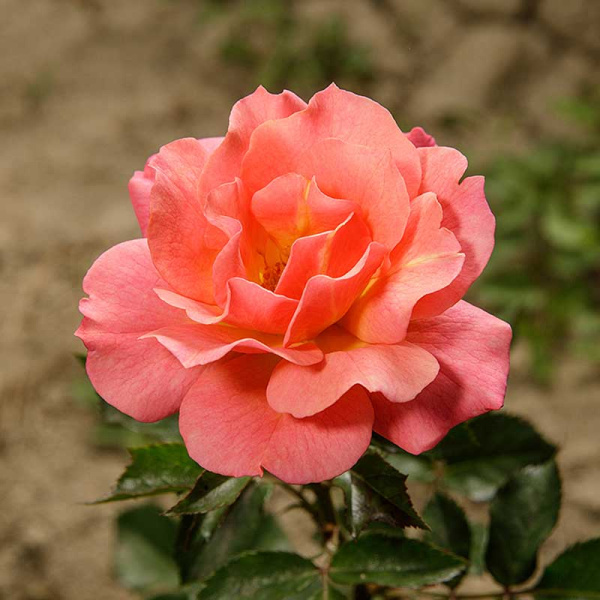 Роза флорибунда Джаз Садовита