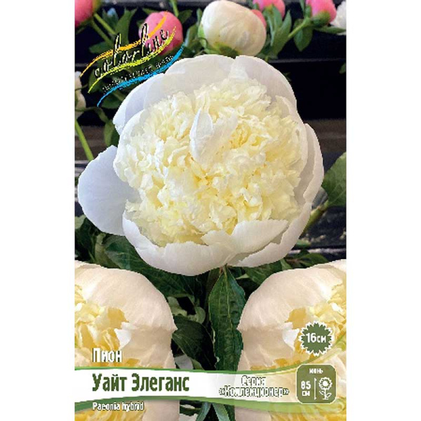 Пион Уайт Элеганс 2/3 n 1 шт