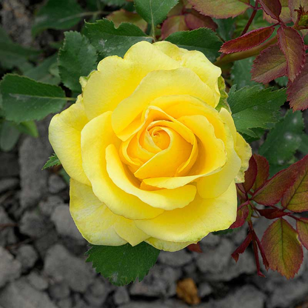 Роза Чайно-гибридная Соуза Садовита