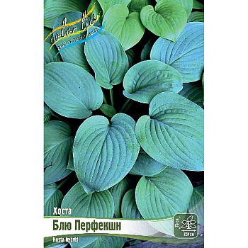 Хоста Блю Перфекшн 1 n 25 шт Биг-пак 9699