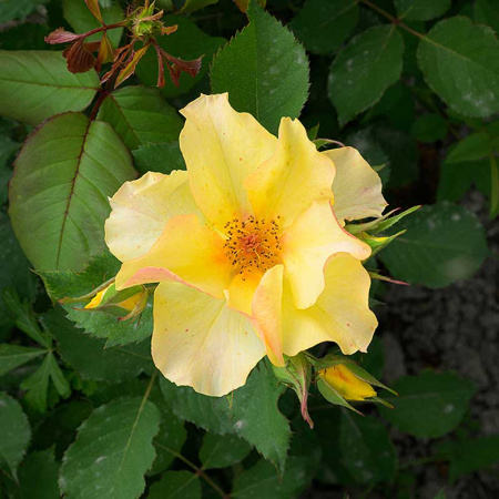 Роза Шраб Эйфория Садовита