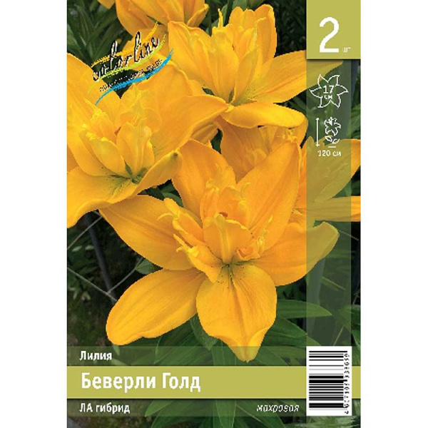 Лилия Беверли Голд 12/14 2 Эконом шт 