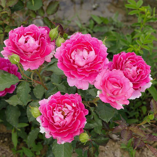 Роза шраб Шахерезада Садовита