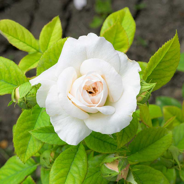 Роза Чайно-гибридная Маунтейн Фог Садовита