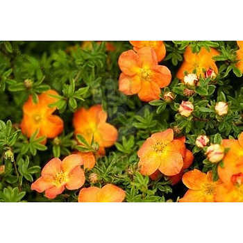 Лапчатка Кустарниковая Оранж Стар P9